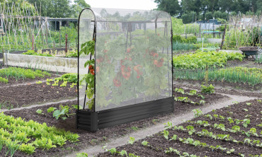 Serres de potager tomates métal