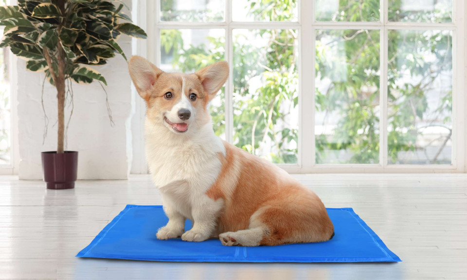 Tapis rafraîchissant pour chien