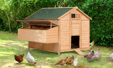 Poulailler chalet avec...